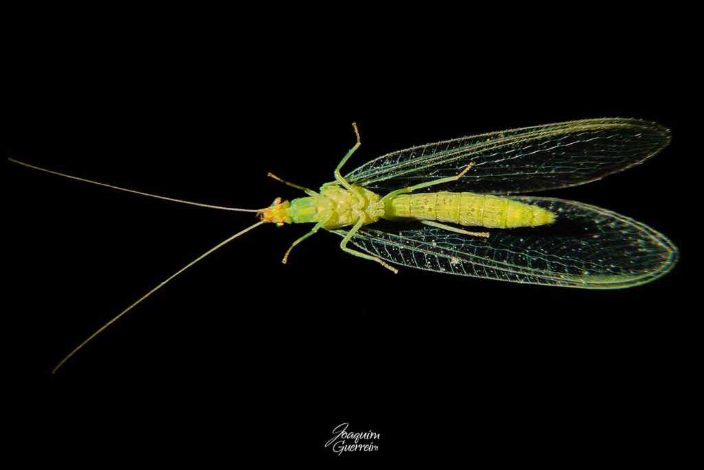 macro foto de inseto verde