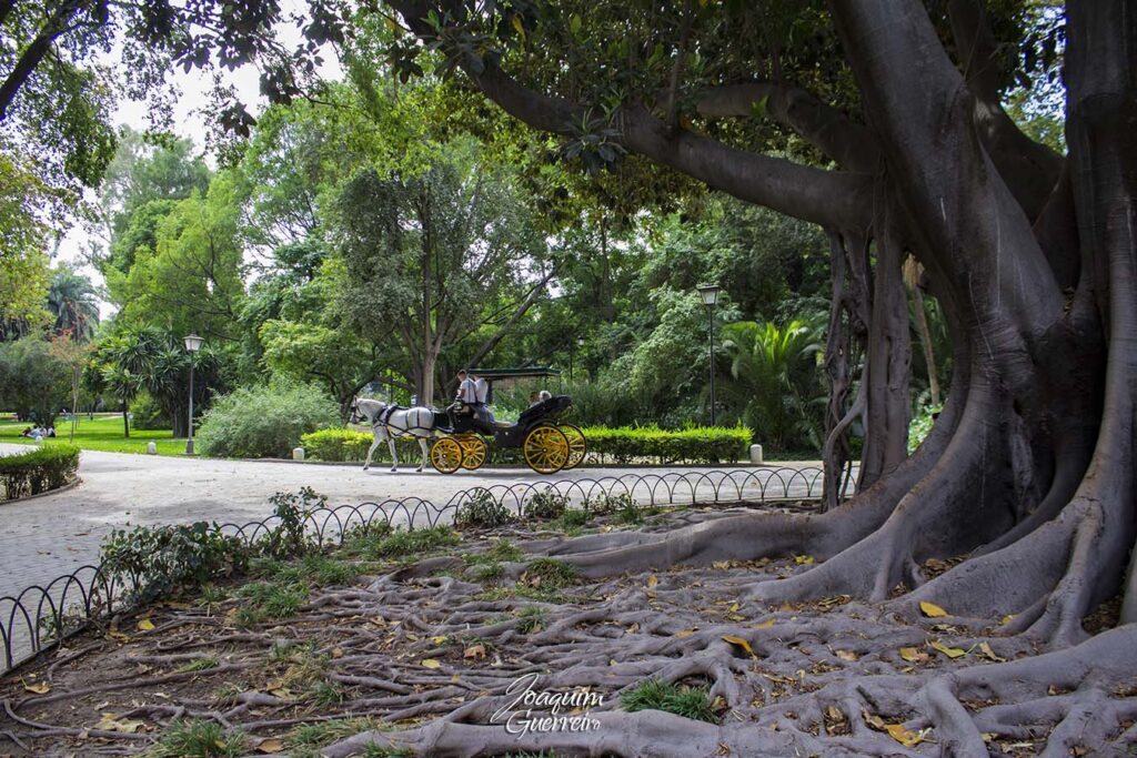 Parque de Sevilha com charrete e arvore centenaria