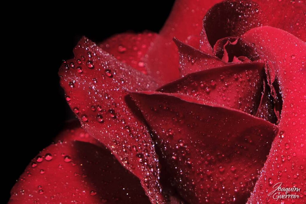 Rosa de vermelho veludo